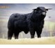 MURCHADH DUBH OF MOTTISTONE 77020