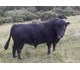 BURNSIDE MAGIC LEADER EX94 78024