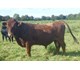 KYLEROE STREBOR 78025