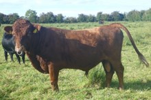 78025 KYLEROE STREBOR