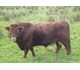 KYLEROE STREBOR 78025