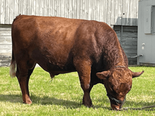 78027 Castlemoore Orion