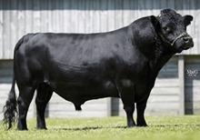 78029 Woodmagic Hedgehog 4th