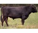 Arubial Rhythm 98101