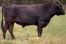 98101 Arubial Rhythm