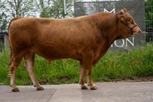 98116 MRB Tamama 