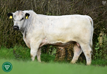 98402 Krackerjack ET