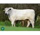 Krackerjack ET 98402