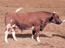 00623 TORPER