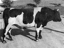 01810 JYSTAD
