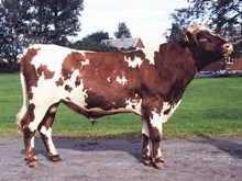 05694 BRENDEN