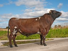 10587 Holmås