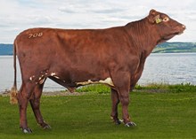 11708 Midtigaren