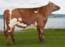11752 Tordhol