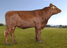 11948 Horvereid