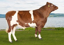 11968 Kylleberg