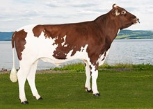 11979 Ommelstad