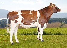 11998 Steindal