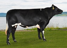 12095 Aalmo P