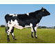 NR Lyngdal-ET 12274