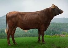 12343 NR Stokka