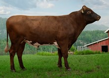 12354 NR Kleiven-ET