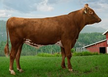 12355 NR Brandstad