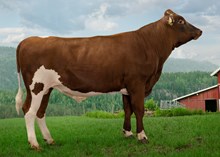 12357 NR Stavran