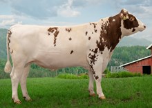 12362 NR Nodland-P
