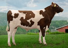 12364 NR Steen-P-ET