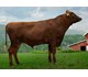 NR Furre 12365