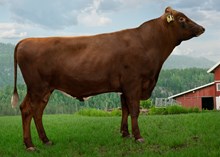 12365 NR Furre