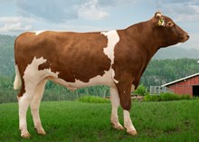 12368 NR Stormo-P