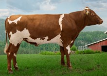 12369 NR Kjerkol-P