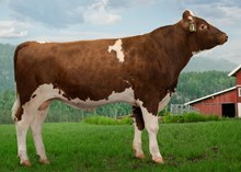 12373 NR Lia-P