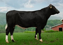 12376 NR Knapholen-P