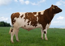 12434 NR  Aakra-PP