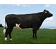 NR Nordgardforr-P 12441