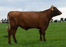 12443 NR Dalegubben-P
