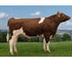 NR Avaldsnes-PP 12466