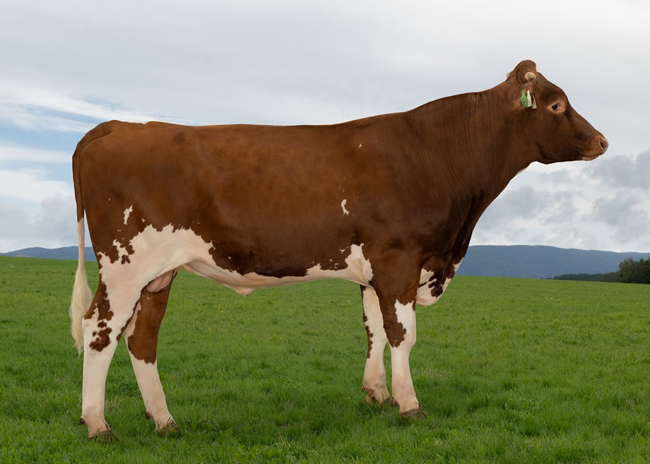 Rød og hvit okse som står oppstilt, fotografert fra siden med påført bakgrunn som viser grønt jorde og himmel med skyer.