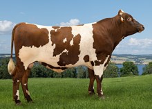 12483 NR Tobakken-P-ET