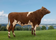 12504 NR Skjeldal-PP