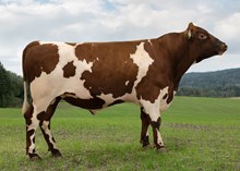 12507 NR Vassli-PP-ET