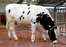 12508 NR Monstadhaug-P-ET