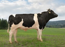 12513 NR Hilmoaunet-P