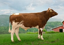12523 NR Skeide-P