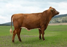 12527 NR Helbostad-P