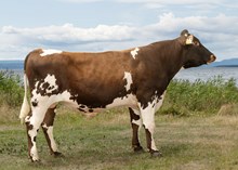 12534 NR Langmyr-P-ET