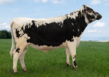 40081 Miraculix